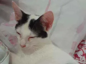 Gato raça SRD idade Abaixo de 2 meses nome Sem nome 