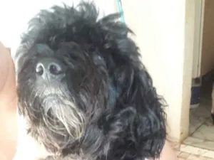 Cachorro raça podor idade 3 anos nome negão