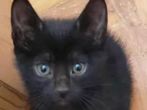 Gato raça SRD idade Abaixo de 2 meses nome Lady