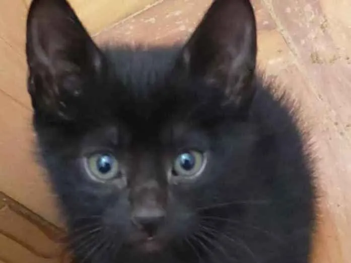 Gato ra a SRD idade Abaixo de 2 meses nome Lady
