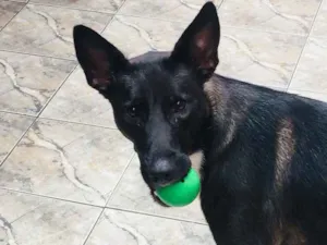 Cachorro raça Viralata idade 2 a 6 meses nome Same