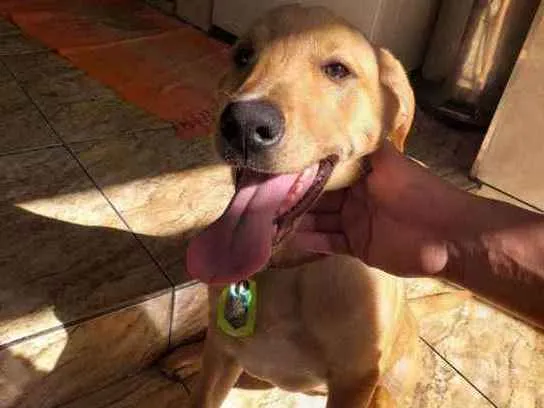 Cachorro ra a Viralata com Labrador idade 1 ano nome Polenta