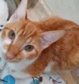 MELADINHO BOY