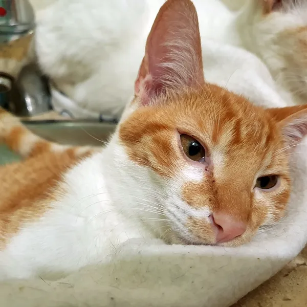 Gato ra a SRD idade 2 a 6 meses nome MELADINHO BOY