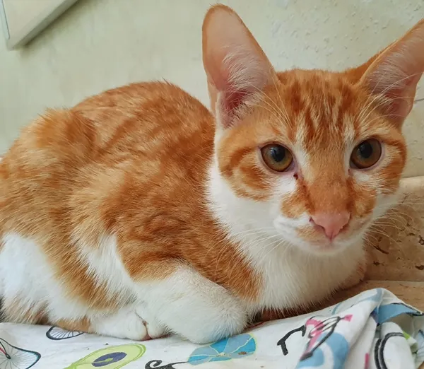 Gato ra a SRD idade 2 a 6 meses nome MELADINHO BOY