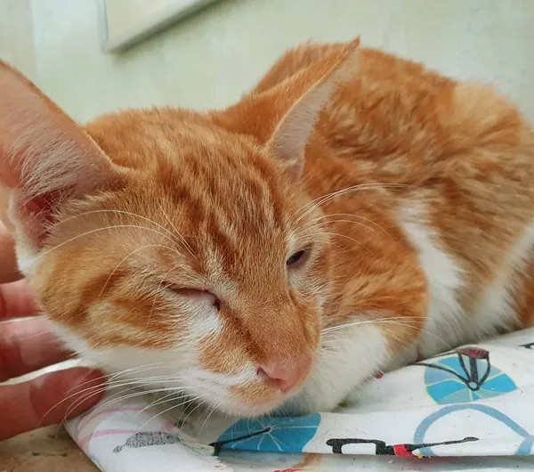 Gato ra a SRD idade 2 a 6 meses nome MELADINHO BOY