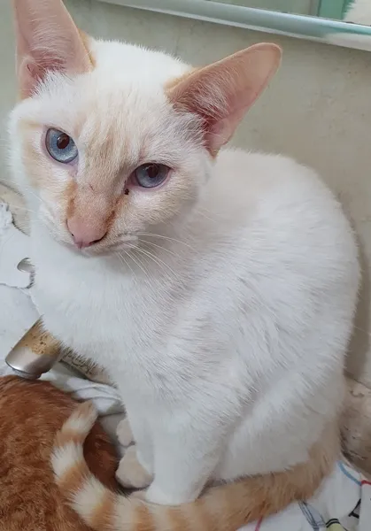 Gato ra a SRD idade 2 a 6 meses nome LUCIO MIX