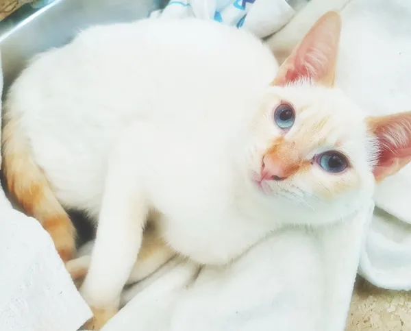Gato ra a SRD idade 2 a 6 meses nome LUCIO MIX