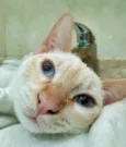 LUCIO MIX