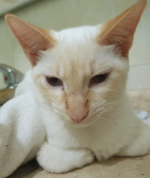 Gato ra a SRD idade 2 a 6 meses nome LUCIO MIX