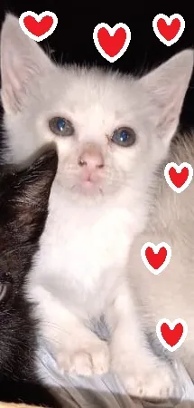 Gato ra a srd idade 2 a 6 meses nome Fofo