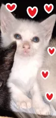 Fofo