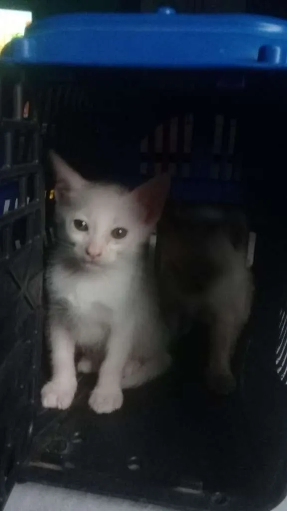 Gato ra a srd idade 2 a 6 meses nome Fofo