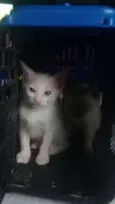 Fofo