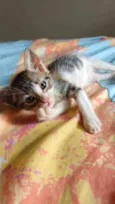 Arya
