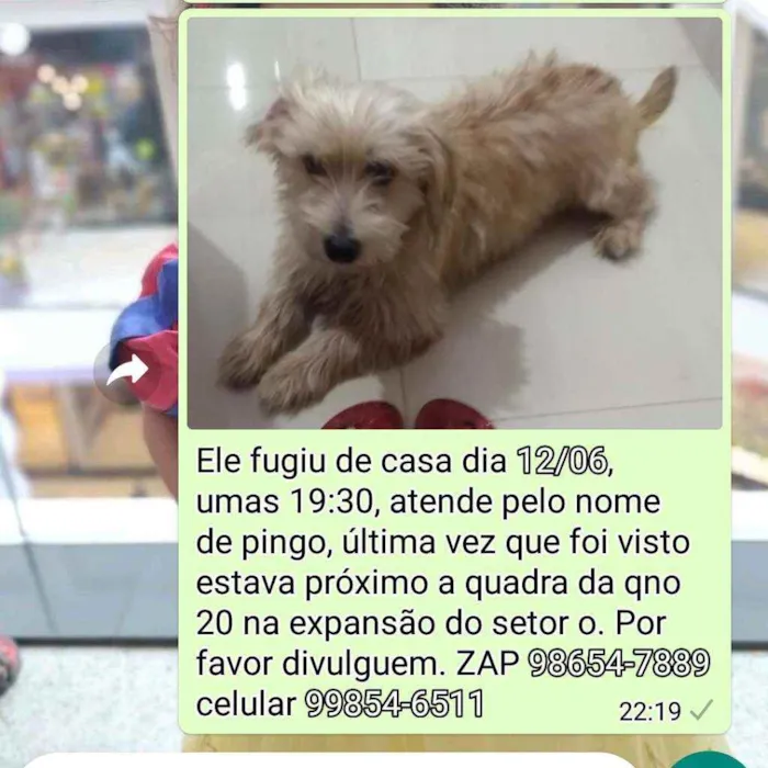 Cachorro ra a Vira lata idade 5 anos nome Pingo