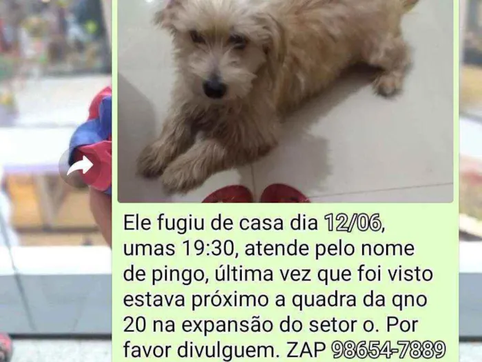 Cachorro ra a Vira lata idade 5 anos nome Pingo