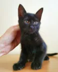 HAPPY CAT
