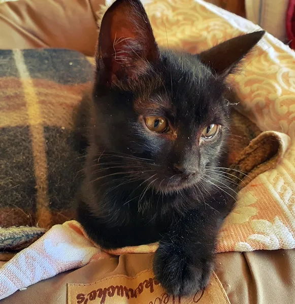 Gato ra a SRD idade Abaixo de 2 meses nome HAPPY CAT