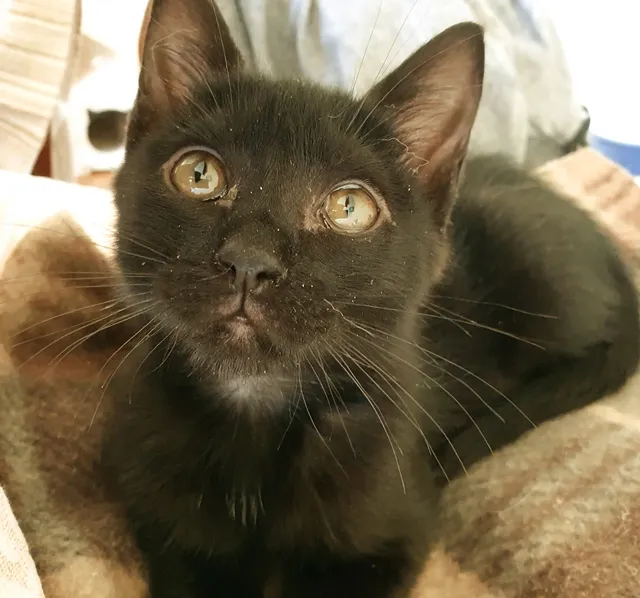 Gato ra a SRD idade Abaixo de 2 meses nome HAPPY CAT