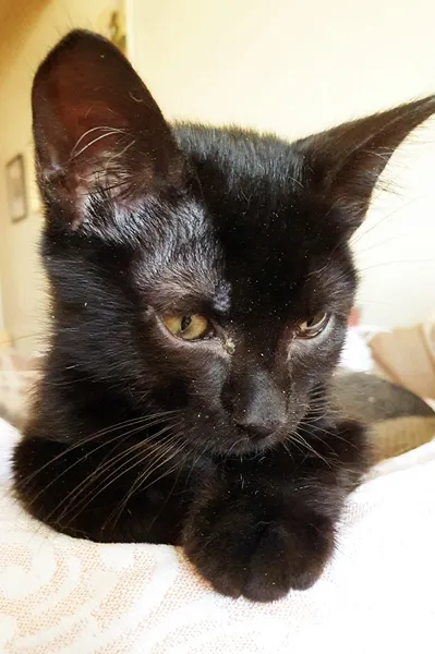 Gato ra a SRD idade Abaixo de 2 meses nome HAPPY CAT