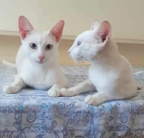 Gato ra a Srd idade 7 a 11 meses nome Russel & scott
