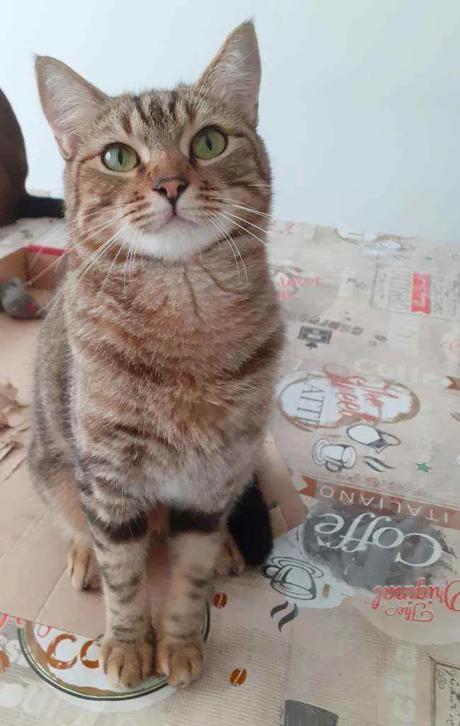 Gato ra a Srd idade 2 anos nome Sansao