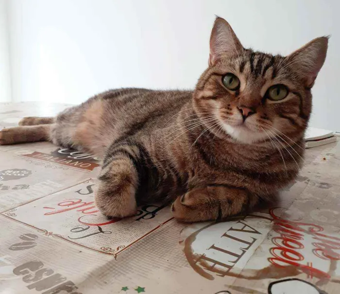 Gato ra a Srd idade 2 anos nome Sansao