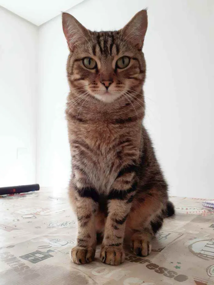 Gato ra a Srd idade 2 anos nome Sansao