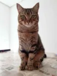 Sansao