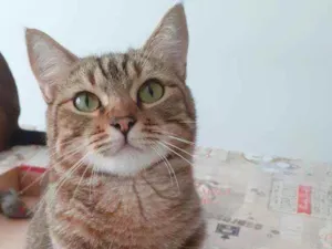 Gato raça Srd idade 2 anos nome Sansao