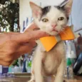 Docinho