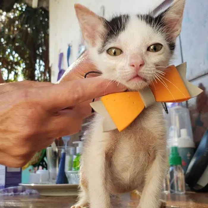 Gato ra a Srd idade 2 a 6 meses nome Docinho