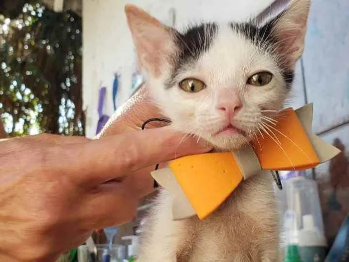 Gato ra a Srd idade 2 a 6 meses nome Docinho