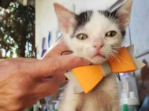 Gato raça Srd idade 2 a 6 meses nome Docinho