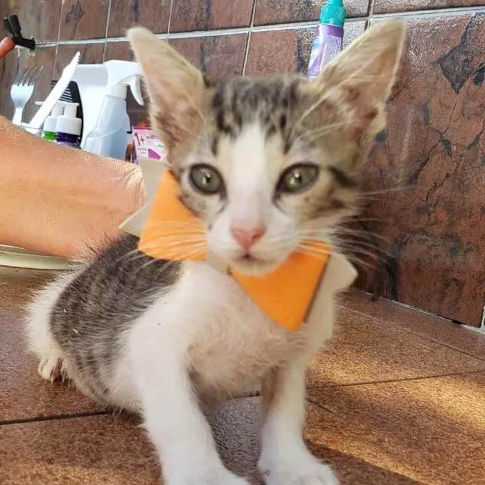 Gato ra a Srd idade 2 a 6 meses nome Toninho
