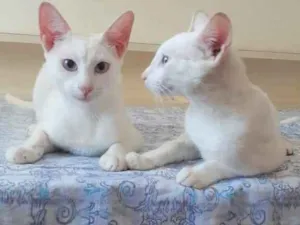 Gato raça Srd idade 7 a 11 meses nome Russel & scott