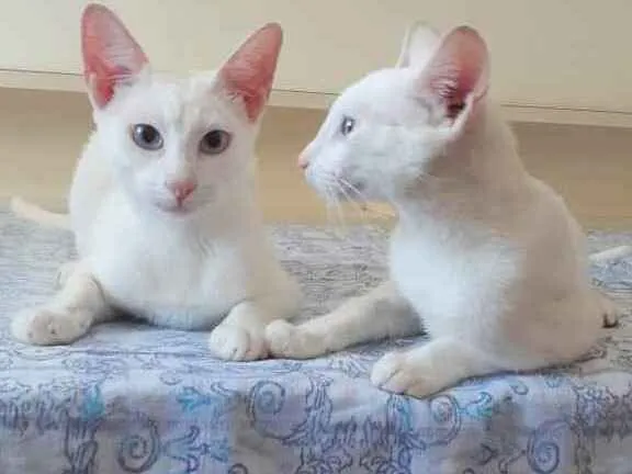 Gato ra a Srd idade 7 a 11 meses nome Russel & scott