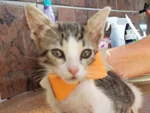 Gato raça Srd idade 2 a 6 meses nome Toninho