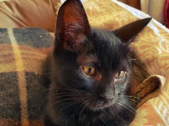 Gato ra a SRD idade Abaixo de 2 meses nome HAPPY CAT