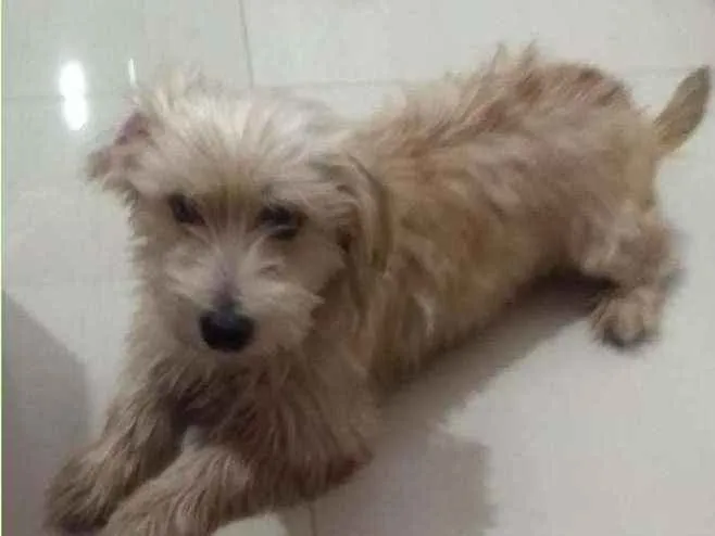 Cachorro ra a Vira lata idade 5 anos nome Pingo