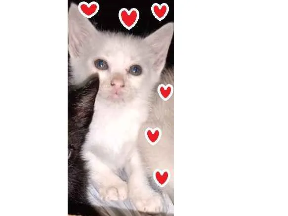 Gato ra a srd idade 2 a 6 meses nome Fofo