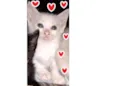 Fofo