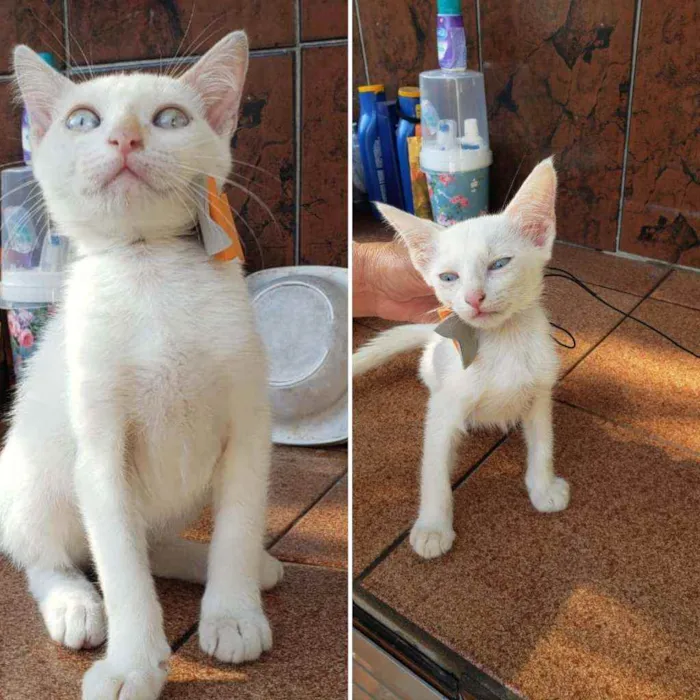 Gato ra a Srd idade 2 a 6 meses nome Ana e Elsa