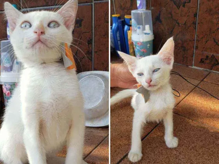 Gato ra a Srd idade 2 a 6 meses nome Ana e Elsa