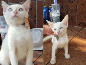 Gato raça Srd idade 2 a 6 meses nome Ana e Elsa