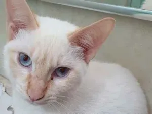 Gato raça SRD idade 2 a 6 meses nome LUCIO MIX