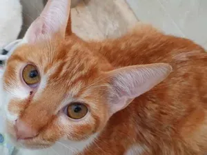 Gato raça SRD idade 2 a 6 meses nome MELADINHO BOY