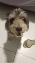 Willie