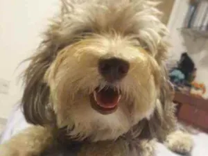Cachorro raça Poodle idade 2 anos nome Willie